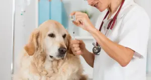 Бешенство: как распознать, чем лечить и как защитить себя и домашних животных