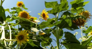 В сельское хозяйство Узбекистана внедрят ИИ и космический мониторинг