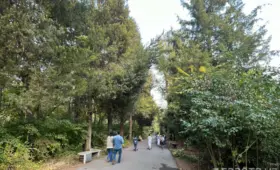 В Ботаническом саду Ташкента запретили велосипеды и самокаты