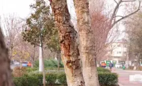 В центре Ташкента срубят 73 повреждённых дерева