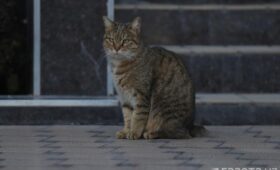 Общественность требует ужесточить наказание за жестокое обращение с животными