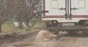 В Джизакской области завели дело на водителя, привязавшего осла к авто и тащившего его по асфальту. Видео