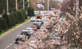 Фото: Первый день весны в Ташкенте