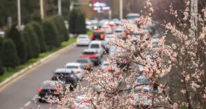 Фото: Первый день весны в Ташкенте