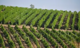 В Узбекистане создана Академия сельскохозяйственных наук