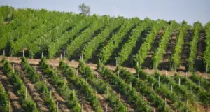 В Узбекистане создана Академия сельскохозяйственных наук