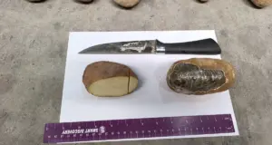 Более 70 кг наркотиков пытались ввезти под видом картофеля из Афганистана