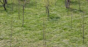 С 1 апреля в Сурхандарье и Сырдарье начнётся формирование «зелёных стен» для предупреждения пыльных бурь