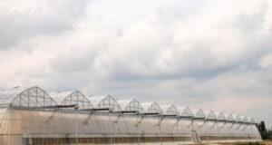 Вокруг Ташкента ограничат строительство новых теплиц с 1 октября 2026 года