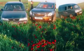 Трёх водителей, ездивших по тюльпановому полю, оштрафовали на общую сумму 61,8 млн сумов