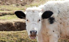 Каждый месяц должен быть месяцем санитарии и гигиены в животноводстве. Колонка