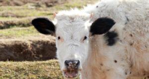 Каждый месяц должен быть месяцем санитарии и гигиены в животноводстве. Колонка