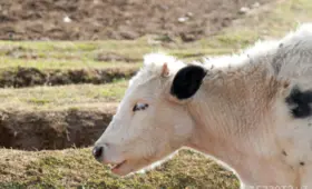 Забой скота в России, вспышка ящура в Китае, массовая вакцинация в Казахстане. Что известно