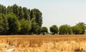 Аренду земли в Узбекистане разрешат использовать для ипотеки и лизинга