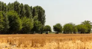 Аренду земли в Узбекистане разрешат использовать для ипотеки и лизинга