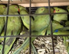 Пернатая контрабанда. Из Узбекистана пытались незаконно вывезти в Россию более ста экзотических птиц