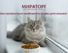 Как правильно выбирать корм для кошек