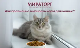 Как правильно выбирать корм для кошек