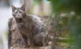 Экопартия готовит проект закона о защите животных от жестокого обращения