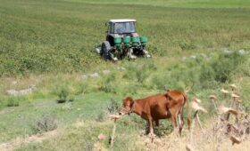 Иностранным инвесторам ограничат доступ к сельхозземле в Узбекистане