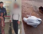 «Из любопытства». В Сурхандарье браконьеры убили и съели краснокнижных пеликанов. Видео