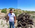 Жуткая находка. В Каракалпакстане обнаружена территория, усеянная скелетами собак и ослов. Видео