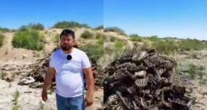 Жуткая находка. В Каракалпакстане обнаружена территория, усеянная скелетами собак и ослов. Видео