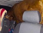 В Бухарской области мужчина пытался увезти украденную корову в салоне Gentra. Видео