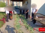 Двое пожилых жителей Сурхандарьи вырастили на своих огородах сотни кустов мака. Видео