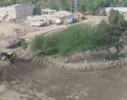 В Бухаре срубили 12 арчей. Ущерб составил 95,6 млн сумов