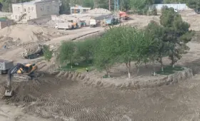 В Бухаре срубили 12 арчей. Ущерб составил 95,6 млн сумов