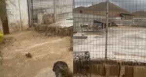 Селевой поток повредил приют для собак в Андижанской области. Видео