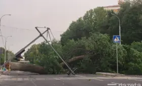 Фото: Сильный ветер повалил деревья в Ташкенте