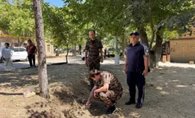 Нам пишут: Хокимият за час уничтожил деревья — плоды моих многолетних трудов