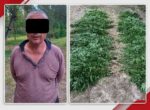 В Узбекистане разоблачили серийных плантаторов каннабиса
