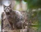 Почему люди становятся жестокими к животным и можно ли это предотвратить? Объясняет семейный психолог