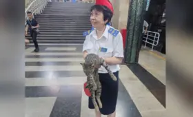 Кошка, которую достали с путей в метро, оказалась домашней