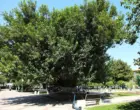 350-летняя шелковица в сквере «Голубые купола» в Ташкенте стала памятником природы