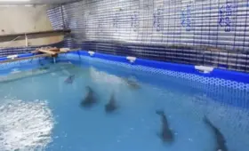 Бассейн с сиамскими акулами обнаружили в подвале многоэтажки в Фергане
