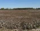 Более 20 детей в Кашкадарье отравились после дефолиации хлопкового поля у школы