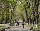 В Ташкенте будут создавать микролеса между домами, в школах и детсадах