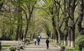 В Ташкенте будут создавать микролеса между домами, в школах и детсадах