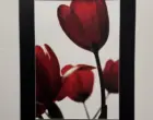 Моменты ускользающей красоты. Фотовыставка Chiroyli vanitas открылась в кинотеатре kinoxona