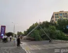 Реестр больных, высохших и повреждённых деревьев создадут в Ташкенте