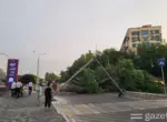 Реестр больных, высохших и повреждённых деревьев создадут в Ташкенте