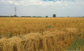 У 127 из 301 производителя муки в Узбекистане выявлены нарушения и недостатки
